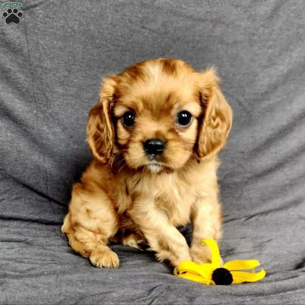 mr Harvey, Cavalier King Charles Spaniel Puppy